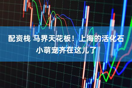 配资栈 马界天花板！上海的活化石小萌宠齐在这儿了